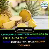 a pineapple is neither